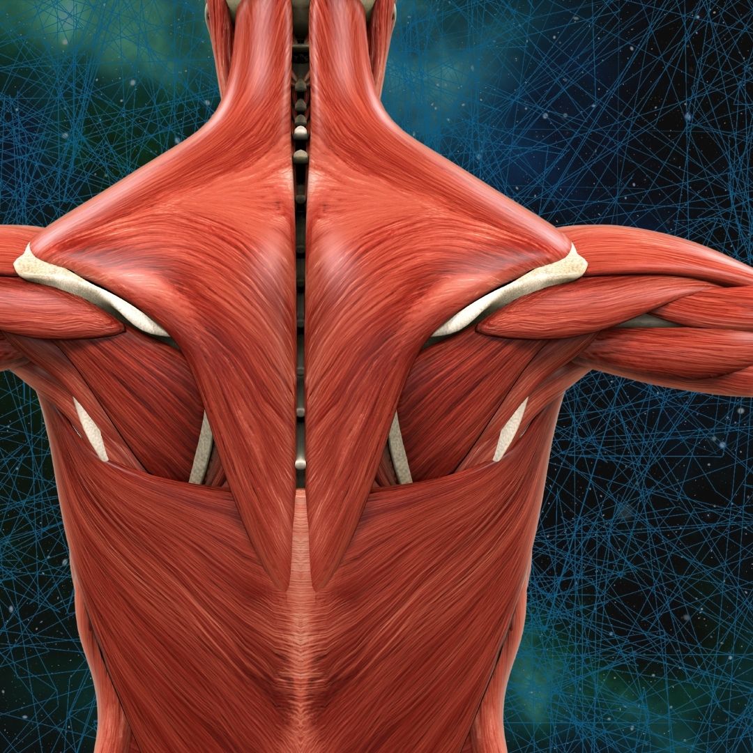 A diagram showing the connection between muscle stretching and the parasympathetic nervous system.
